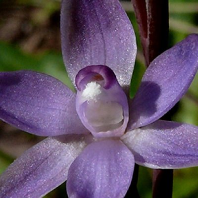 Thelymitra cyanapicata Fleurieu Peninsula. Credit: Bob Bates
